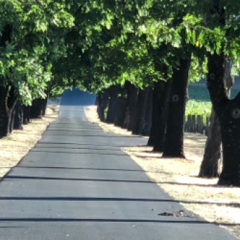 Road to the Nickel and Nickel vineyards