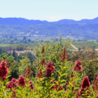 The view from Gail and Paul's home in Napa
