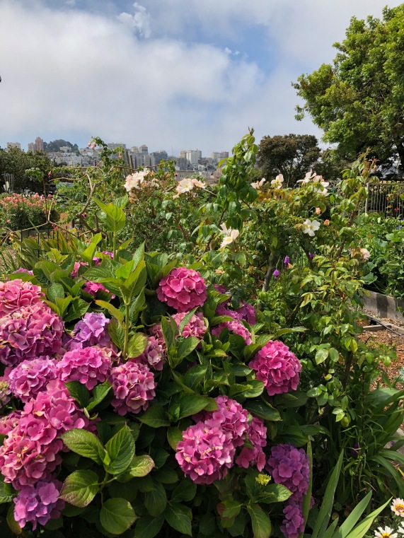 The grounds of the Golden Gate recreation area include a the Fort Mason Community Garden.