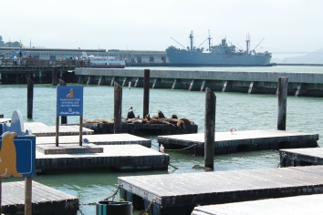 Sometimes the rafts around Pier 39 are full of sea lions but there were only a few on the day we visited.
